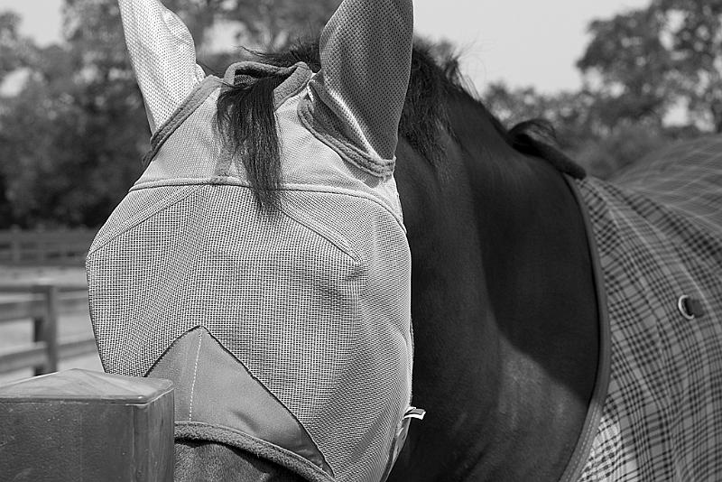 Equestrian Center.jpg
